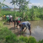 Sinergi TNI Dan Petani Tingkatkan Produktifitas Pertanian, Babinsa Kamasan Gelar Pendampingan Turun Sawah