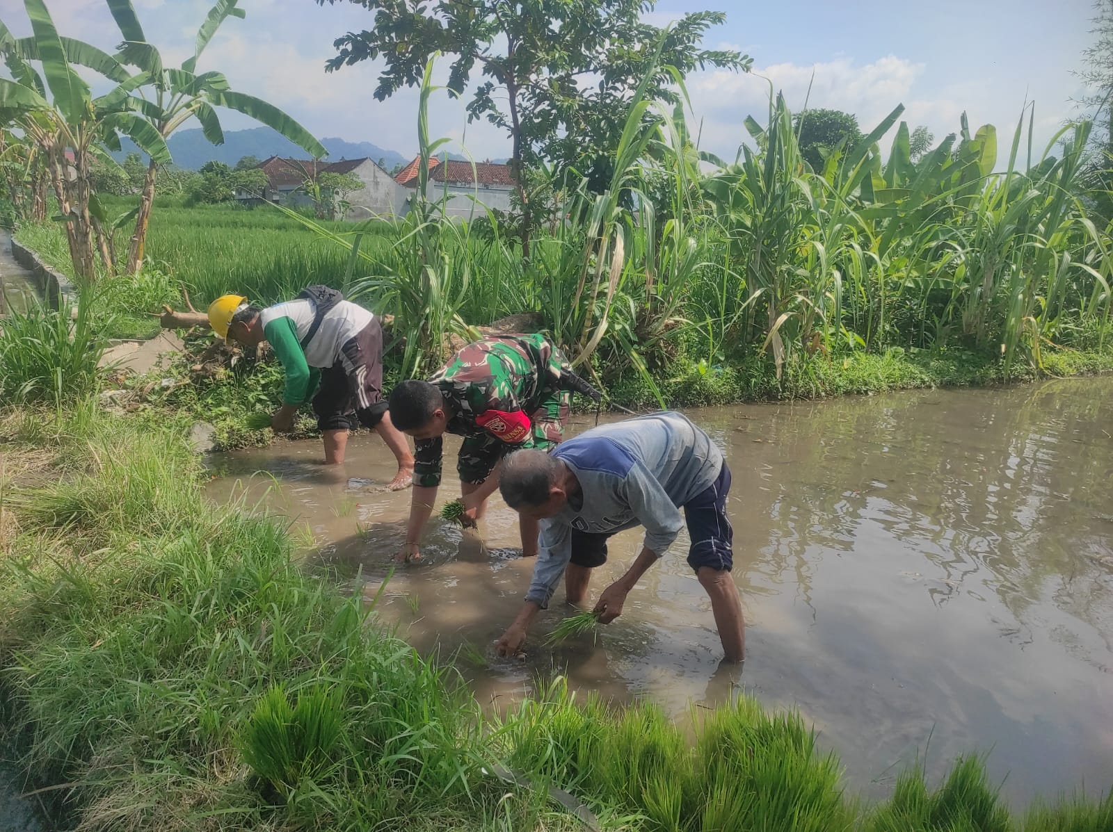 Sinergi TNI Dan Petani Tingkatkan Produktifitas Pertanian, Babinsa Kamasan Gelar Pendampingan Turun Sawah