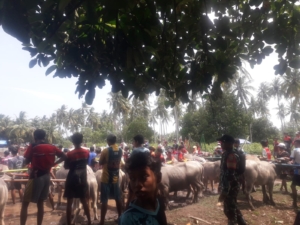 ‎Dukung Pelestarian Budaya, Babinsa Amankan Karapan Kerbau Desa Jorok
