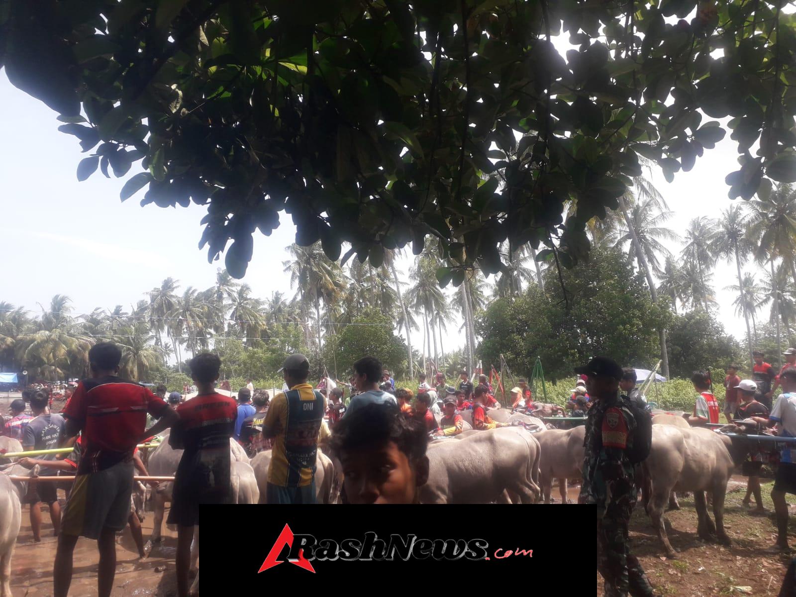 Dukung Pelestarian Budaya, Babinsa Amankan Karapan Kerbau Desa Jorok