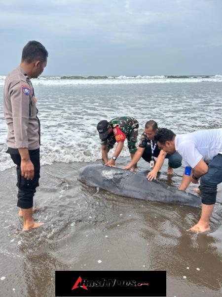 Respon Cepat Babinsa Desa Penyaringan dalam Evakuasi Mamalia Laut yang Disorientasi