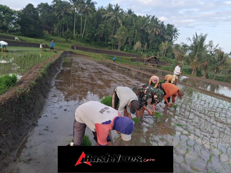 Dukung Swasembada Pangan, Babinsa Pedawa Kawal Penanaman Padi