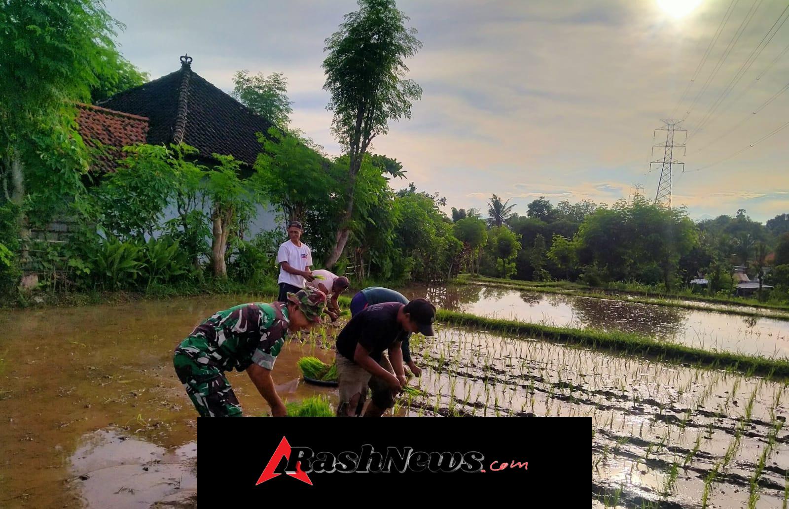 Kamis Pagi di Buleleng: Babinsa Patas Laksanakan Pendampingan Hanpangan di Subak Dangin Tukad