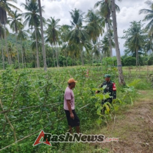 TNI Hadir untuk Petani, Babinsa Dampingi Kegiatan Petani Tomat di Desa Bari