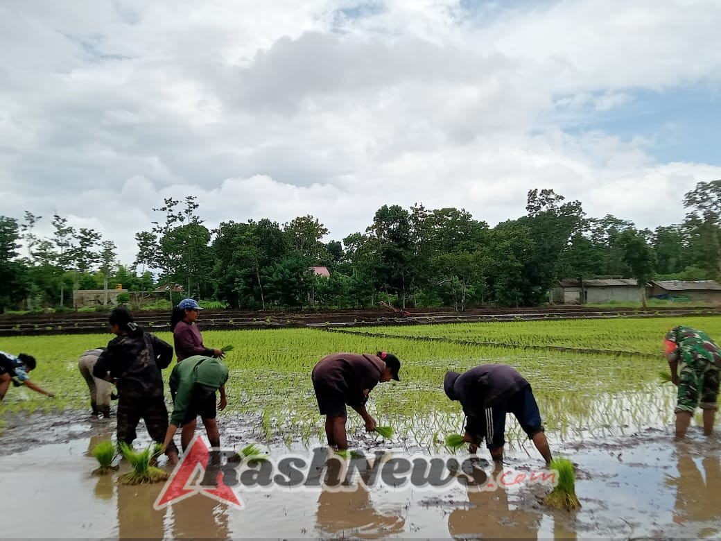 Wujud Kepedulian TNI, Babinsa Koramil 02/Walakaka Bantu Petani Tanam Padi