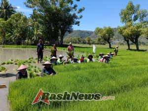 Kebersamaan Babinsa dan Petani Saat Panen Bibit Padi di Manggarai Timur