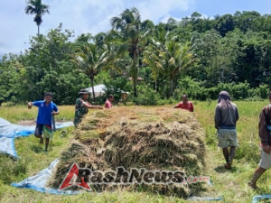 Kemanunggalan TNI dan Rakyat Terlihat Saat Babinsa Bantu Petani di Praingkareha