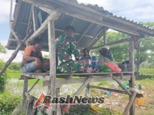 Babinsa Koramil Hu’u Aktif Dampingi Petani Jaga Lahan Pertanian
