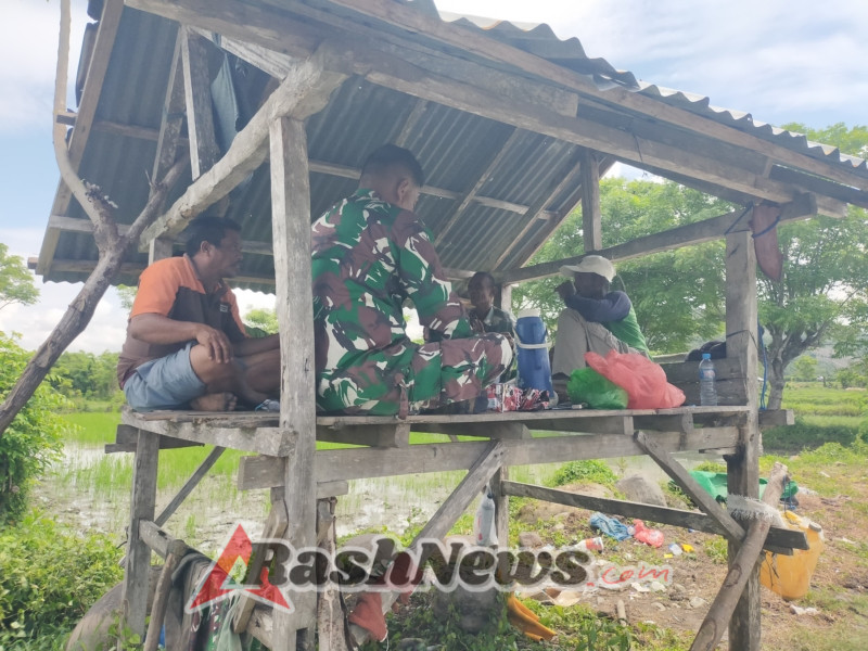 Babinsa Koramil Hu’u Aktif Dampingi Petani Jaga Lahan Pertanian