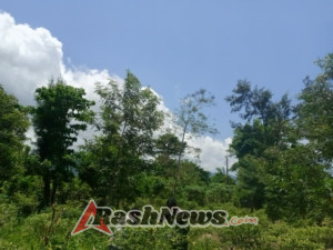 Babinsa Koramil 06/Karera Peduli Petani, Turut Membantu Panen Lombok