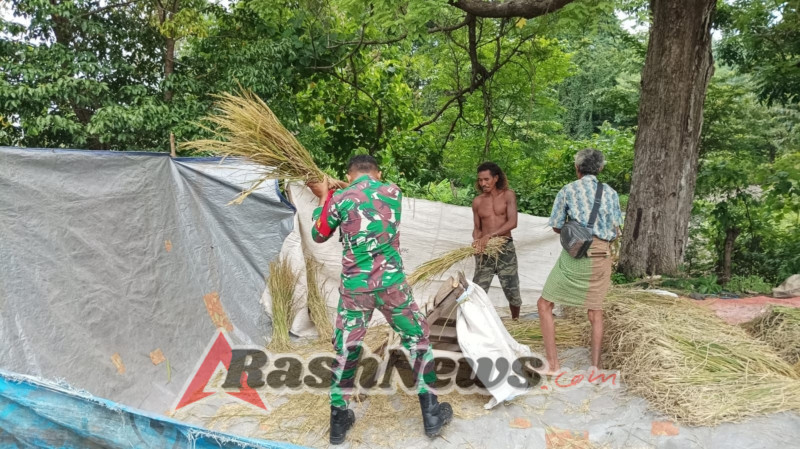 Pendampingan Pertanian Babinsa Talibura, Perontokan Padi Warga Nangahale Berjalan Lancar