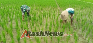 Dukung Ketahanan Pangan, Babinsa Koramil 1630-03/MP Bersama Petani Desa Bari