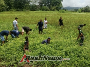 Dekat dengan Rakyat, Babinsa Koramil 01/Loli Aktif Dampingi Petani