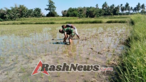 Bahu-Membahu di Sawah, Babinsa Elar Dampingi Petani Baras
