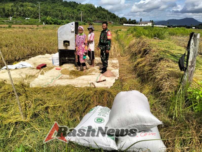 TNI AD Dukung Ketahanan Pangan, Babinsa Dampingi Panen Padi di Sumbawa Barat