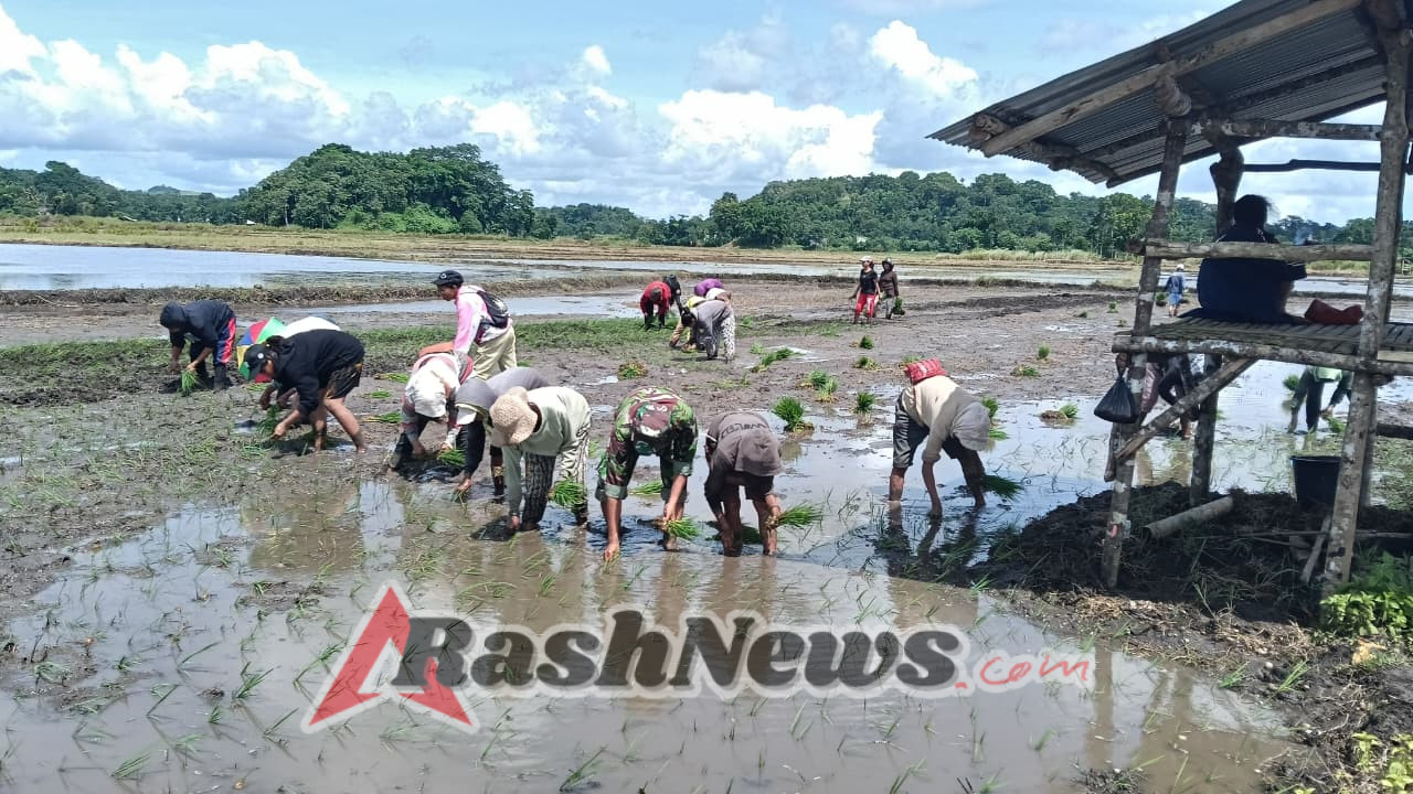 Babinsa Kodim 1613/Sumba Barat Dorong Ketahanan Pangan Lewat Pendampingan Petani