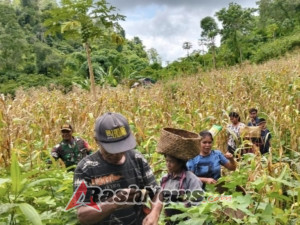 Babinsa Kodim 1613/Sumba Barat Aktif Dukung Ketahanan Pangan Desa