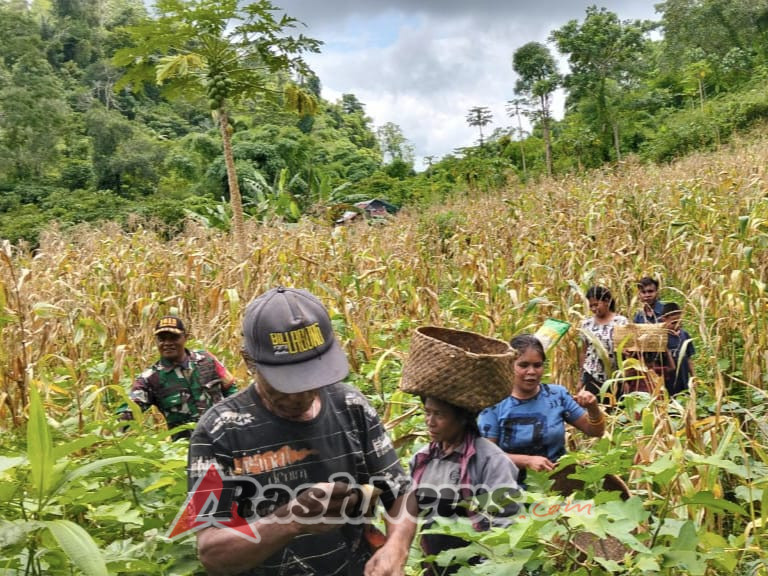 Babinsa Kodim 1613/Sumba Barat Aktif Dukung Ketahanan Pangan Desa