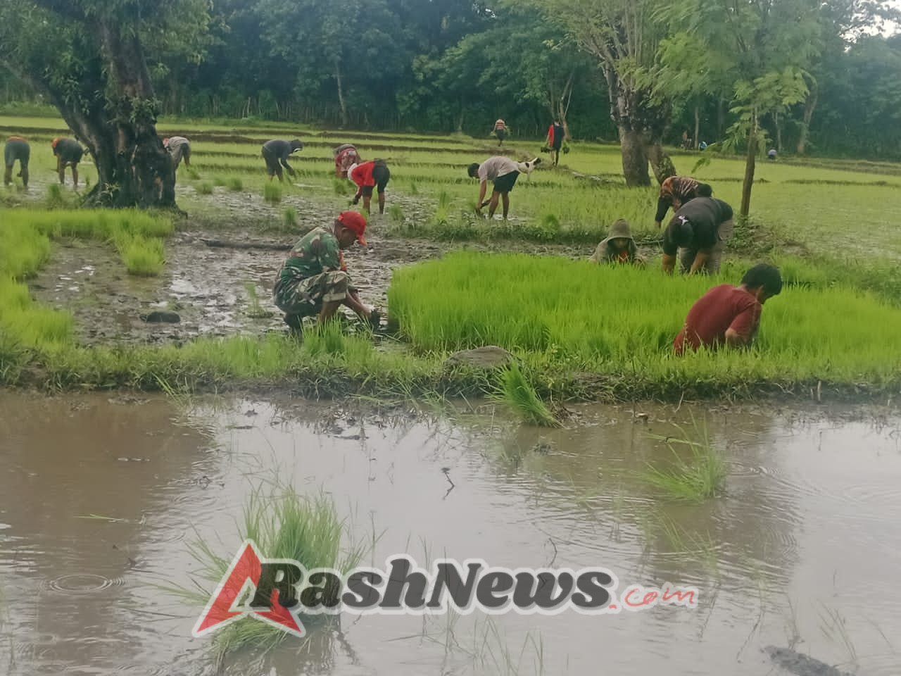 Sinergi TNI dan Petani, Babinsa Karera Bantu Cabut Bibit Padi