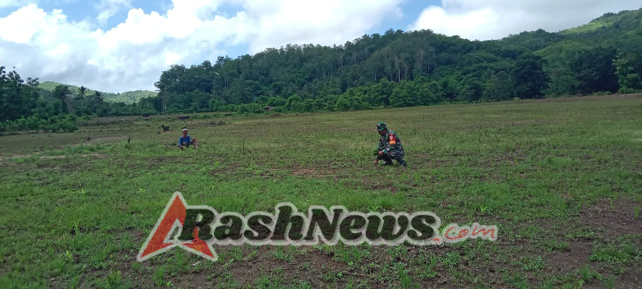 Peran Aktif Babinsa Tabundung dalam Mendukung Produktivitas Petani Padi Ladang