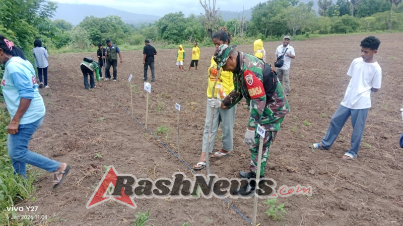 Dorong Ketahanan Pangan, Babinsa Koramil 1603-04/Kewapante Hadiri Penanaman Jagung Hibrida