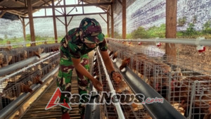 Disiplin dan Berkelanjutan, Kompi Peternakan Yonif TP 834/WM Kembangkan 1.008 Ayam Petelur