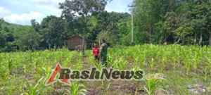 Babinsa Koramil Tabundung Turut Sukseskan Ketahanan Pangan di Taralodu