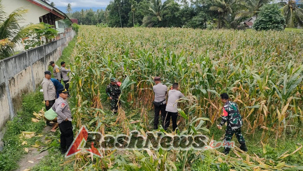 ‎Panen Raya Jagung di Desa Mamben Daya Dukung Ketahanan Pangan Nasional