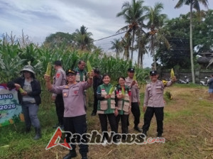 Kapolsek Marga Pimpin Panen Raya Jagung Serantak Kwartal I Tahun 2026
