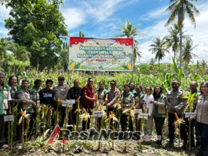 Babinsa Koramil 1624-01/Larantuka Perkuat Sinergitas Dukung Program Ketahanan Pangan melalui Panen Raya Jagung
