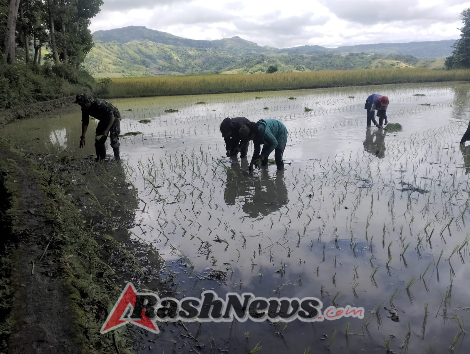 Babinsa dan Warga Desa Patiala Bawa Bersinergi Tanam Padi