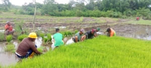 Babinsa Praka Stepanus Dappa Taka Dampingi Petani Cabut Bibit Padi Chierang