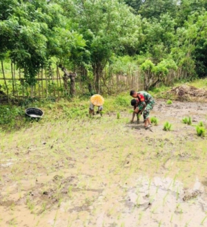 Sinergi TNI dan Petani, Babinsa Karera Bantu Tanam Padi di Lahan Sawah