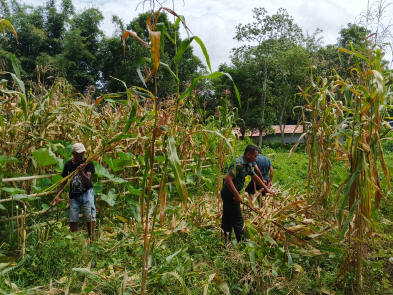Wujud Kepedulian TNI, Babinsa Kodim 1613/Sumba Barat Dampingi Panen Jagung