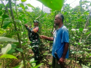 Babinsa Aimoli Bantu Warga Petik Kacang Panjang, Wujud Kepedulian TNI kepada Masyarakat