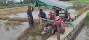 Sinergi Babinsa dan Warga Tolokalo Dukung Ketahanan Pangan