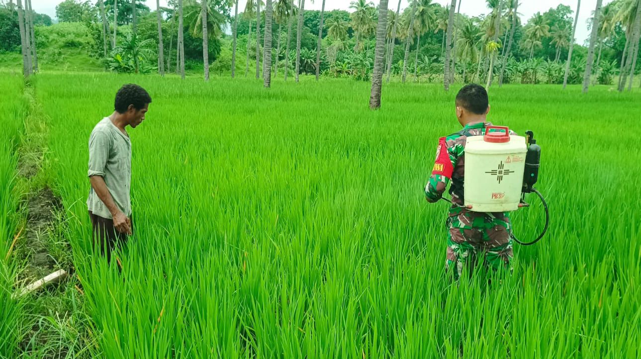 Sinergi TNI dan Petani, Babinsa Talibura Optimalkan Perawatan Padi Demi Hasil Panen Maksimal