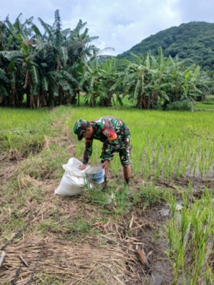 Peran Babinsa Omesuri dalam Mendukung Program Pemerintah di Bidang Ketahanan Pangan
