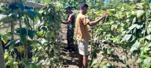 Babinsa Koramil 1624-02/Adonara Bantu Petani, Wujud Sukseskan Program Pemerintah di Bidang Pertanian