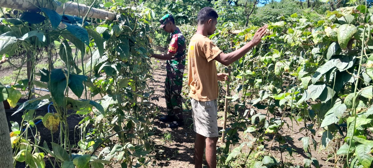 Babinsa Koramil 1624-02/Adonara Bantu Petani, Wujud Sukseskan Program Pemerintah di Bidang Pertanian