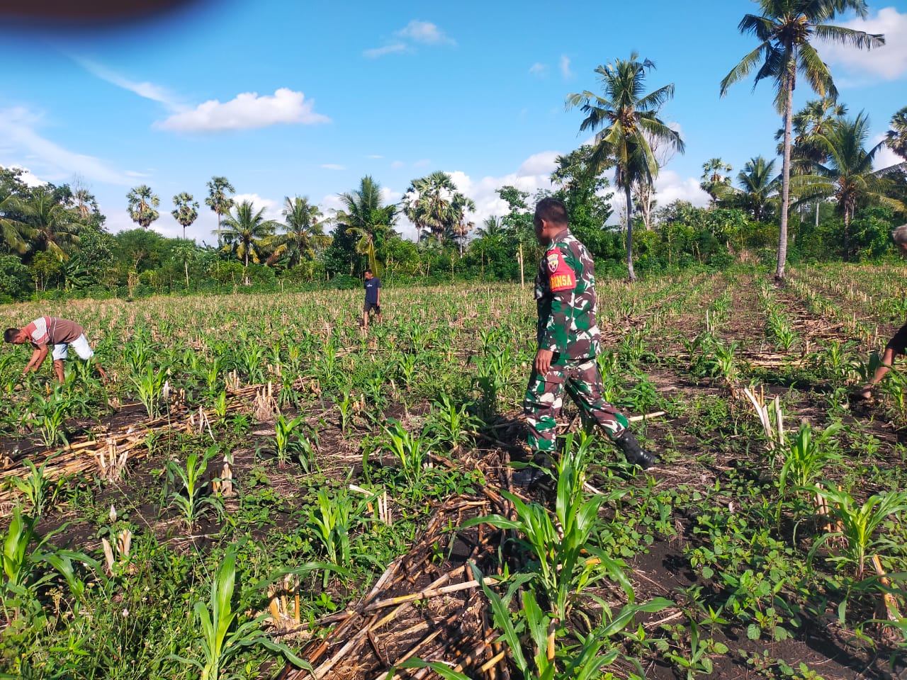 Babinsa Pahunga Lodu Aktif Monitoring Wilayah dan Pendampingan Petani Jagung