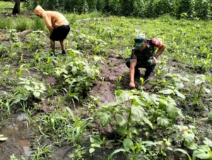 Babinsa Koramil Lewoleba Bantu Petani Bersihkan Kebun Jagung
