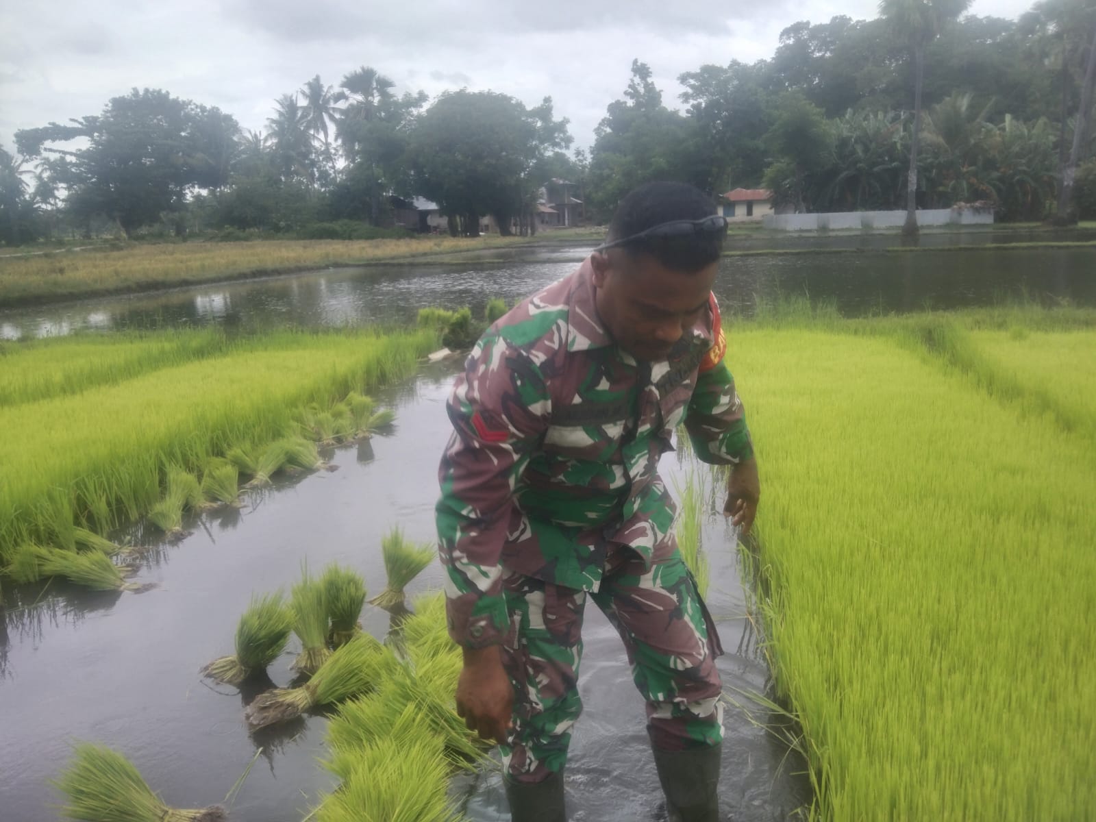 Wujud Kemanunggalan TNI dan Rakyat, Babinsa Turun Langsung ke Sawah Bantu Petani