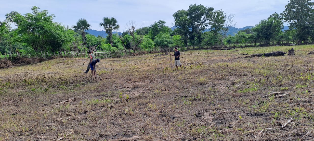 Babinsa Kodim 1601/Sumba Timur Aktif Dukung Petani Jagung Desa Hamba Wutang