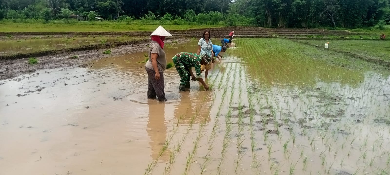 Babinsa Koramil 01/Lewa Aktif Dukung Ketahanan Pangan di Desa Kambata Wundut