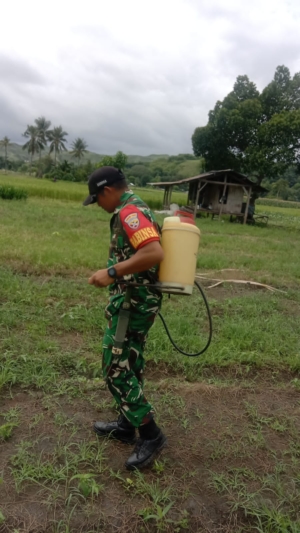Pendampingan Hanpangan, Babinsa Kodim 1601/Sumba Timur Bantu Petani Kambera