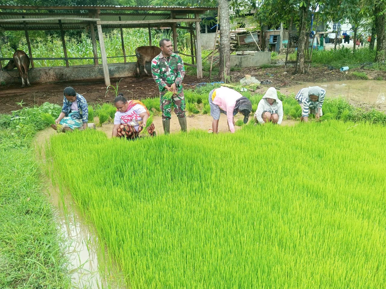 Genjot Percepatan Masa Tanam, Serda Hironimus Kono Bantu Petani Pindah Tanam Padi