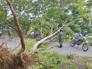 Babinsa Koramil 1624-03/Lewoleba Bersama Warga Evakuasi Pohon Tumbang di Ile Ape Timur