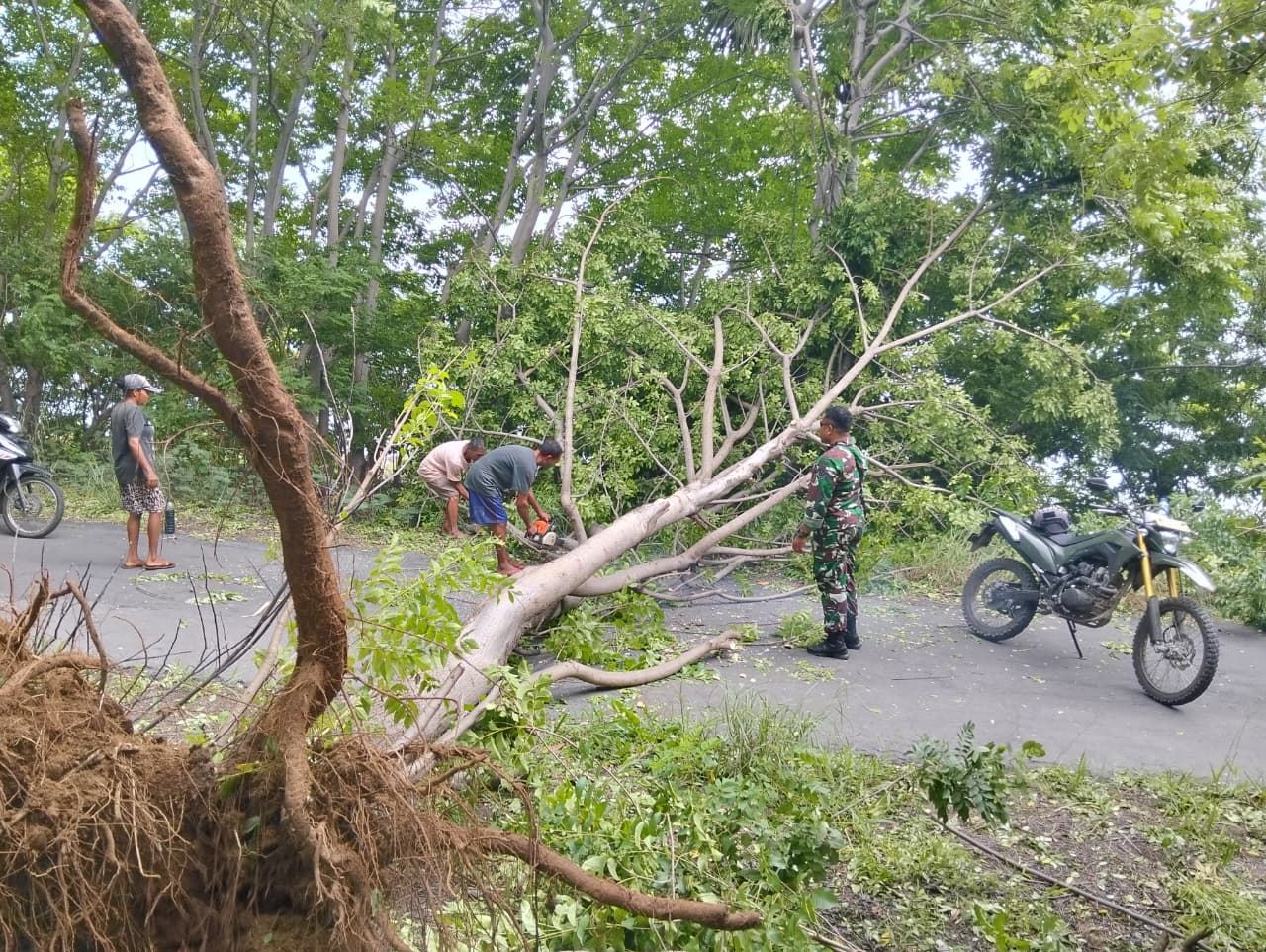 Babinsa Koramil 1624-03/Lewoleba Bersama Warga Evakuasi Pohon Tumbang di Ile Ape Timur