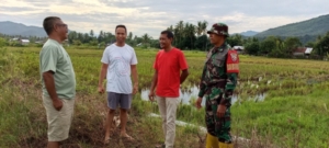 Babinsa Kelurahan Bugis Tinjau Lahan KDKMP di Belakang Kediaman Bupati
